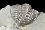 Bargain, Wide, Enrolled Flexicalymene Trilobite In Shale - Ohio #72023-2